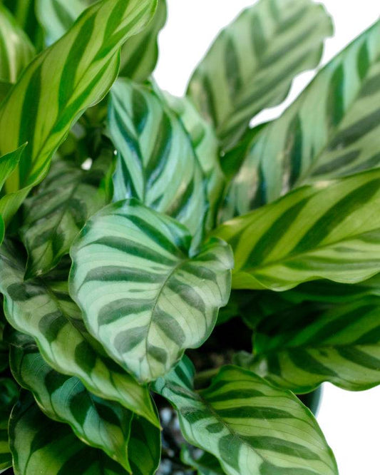 Calathea 'Freddie' | Seller's Choice, Hong Kong Collection