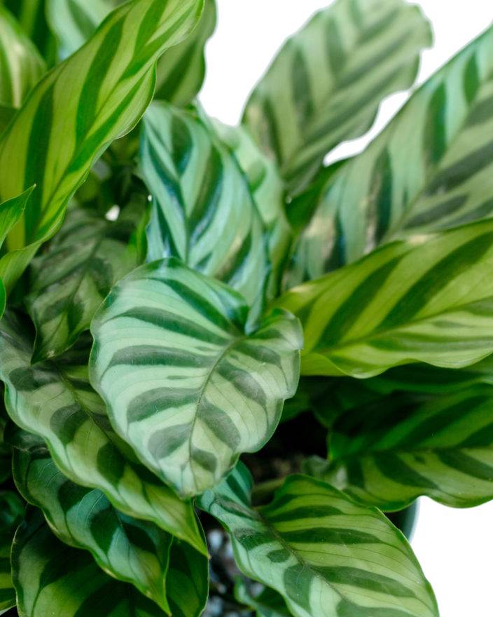Calathea 'Freddie' | Seller's Choice, Hong Kong Collection