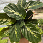 Calathea Maui Queen' | Seller's Choice, Hainan Collection