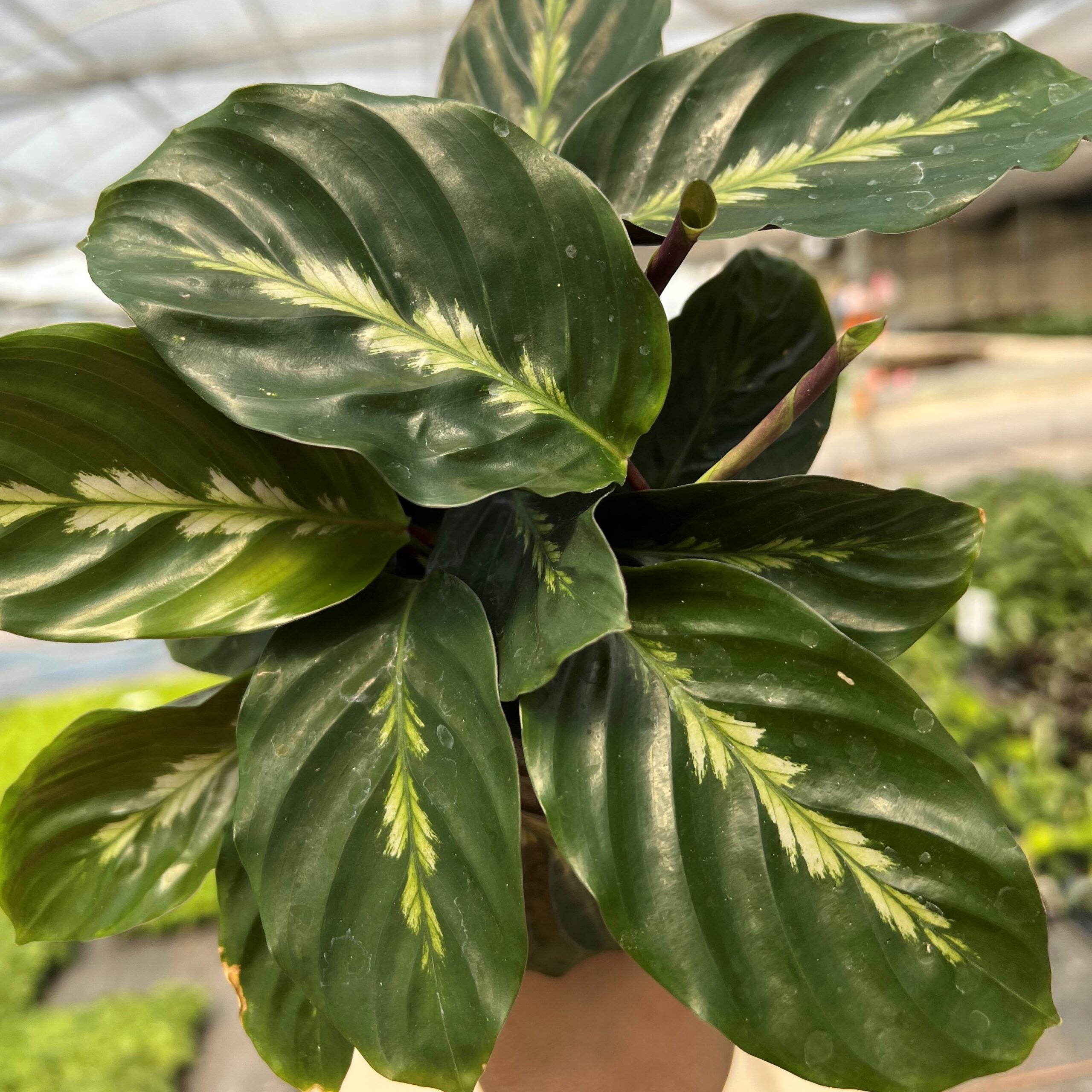 Calathea Maui Queen' | Seller's Choice, Hainan Collection
