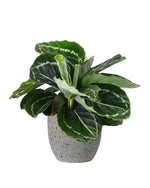 Calathea roseopicta 'Green' | Seller's Choice, Hong Kong Collection
