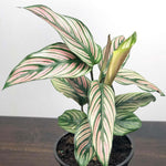 Calathea ornata 'White Star' | Seller's Choice, Hong Kong Collection