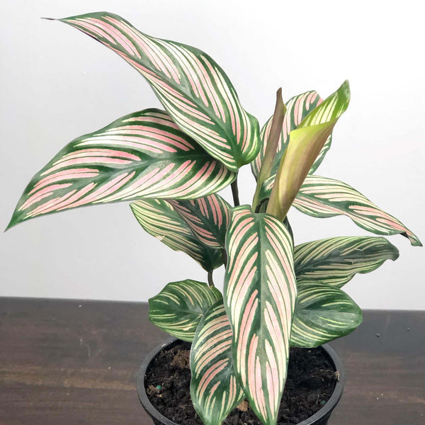 Calathea ornata 'White Star' | Seller's Choice, Hong Kong Collection