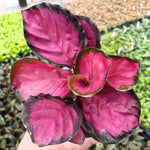 Calathea Roseo Picta 'Rosy' | Seller's Choice, Hainan Collection