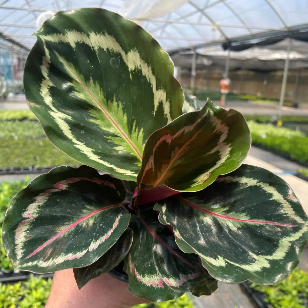 Calathea veitchiana | Seller's Choice, Hainan Collection