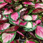 Calathea roseopicta 'Rosy' | Seller's Choice, Hong Kong Collection