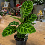Calathea zebrina | Seller's Choice, Hainan Collection
