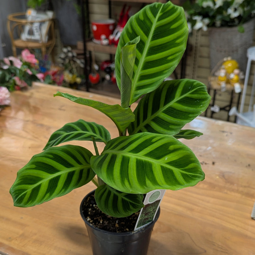 Calathea zebrina | Seller's Choice, Hainan Collection