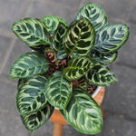 Calathea makoyana | Seller's Choice, Hainan Collection