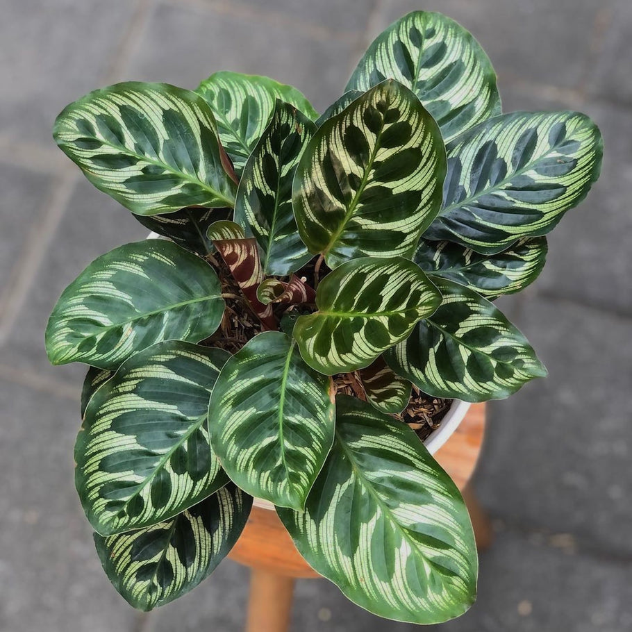 Calathea makoyana | Seller's Choice, Hainan Collection