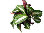 Calathea undulata | Seller's Choice, Hong Kong Collection