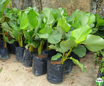 Calathea lutea | Seller's Choice, Hong Kong Collection
