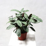 Calathea majestica | Seller's Choice, Hainan Collection