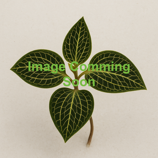 Anoectochilus 53# | Seller's Choice, Hong Kong Collection