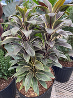 Cordyline 'Chocolate Queen' | Seller's Choice, Hong Kong Collection