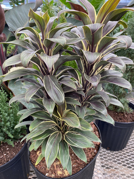 Cordyline 'Chocolate Queen' | Seller's Choice, Hong Kong Collection
