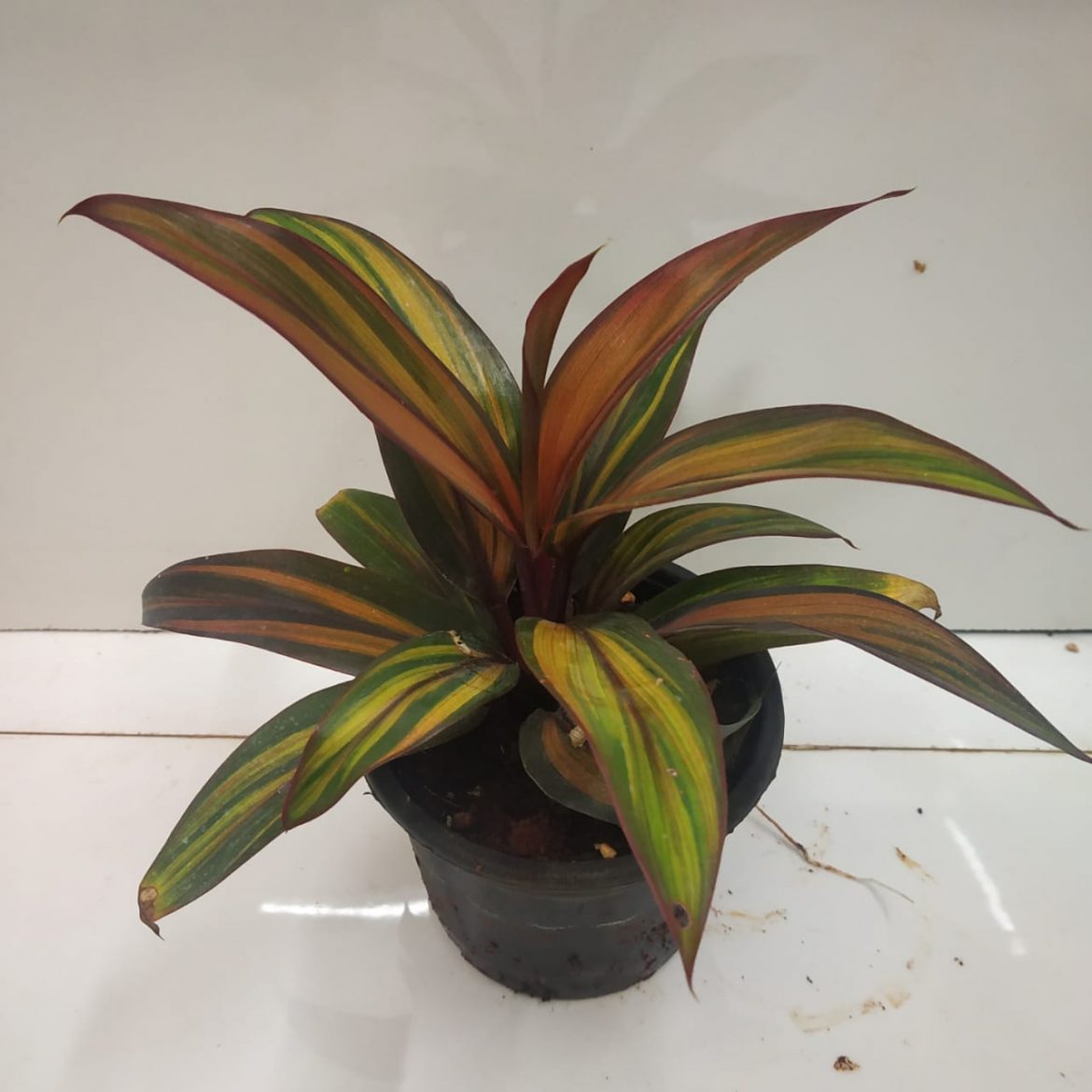 Cordyline fruticosa 'Cointreau' | Seller's Choice, Hong Kong Collection