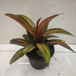 Cordyline fruticosa 'Cointreau' | Seller's Choice, Hong Kong Collection
