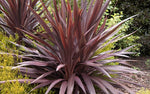 Cordyline 'Red Star' | Seller's Choice, Hong Kong Collection