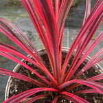 Cordyline 'Salsa' | Seller's Choice, Hong Kong Collection