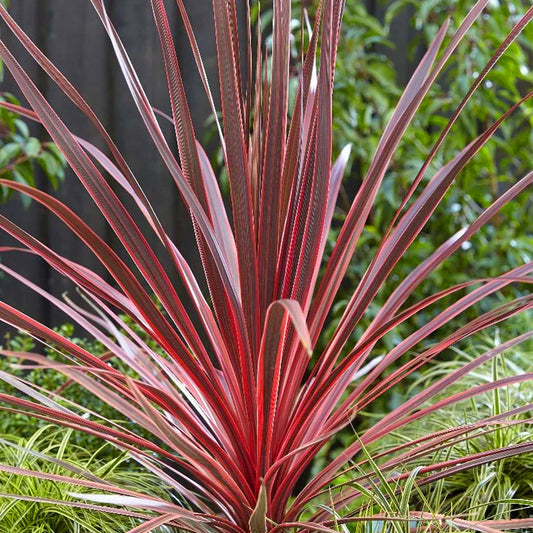 Cordyline 'Charlie Boy' | Seller's Choice, Hong Kong Collection