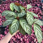 Ctenanthe setosa | Seller's Choice, Hainan Collection