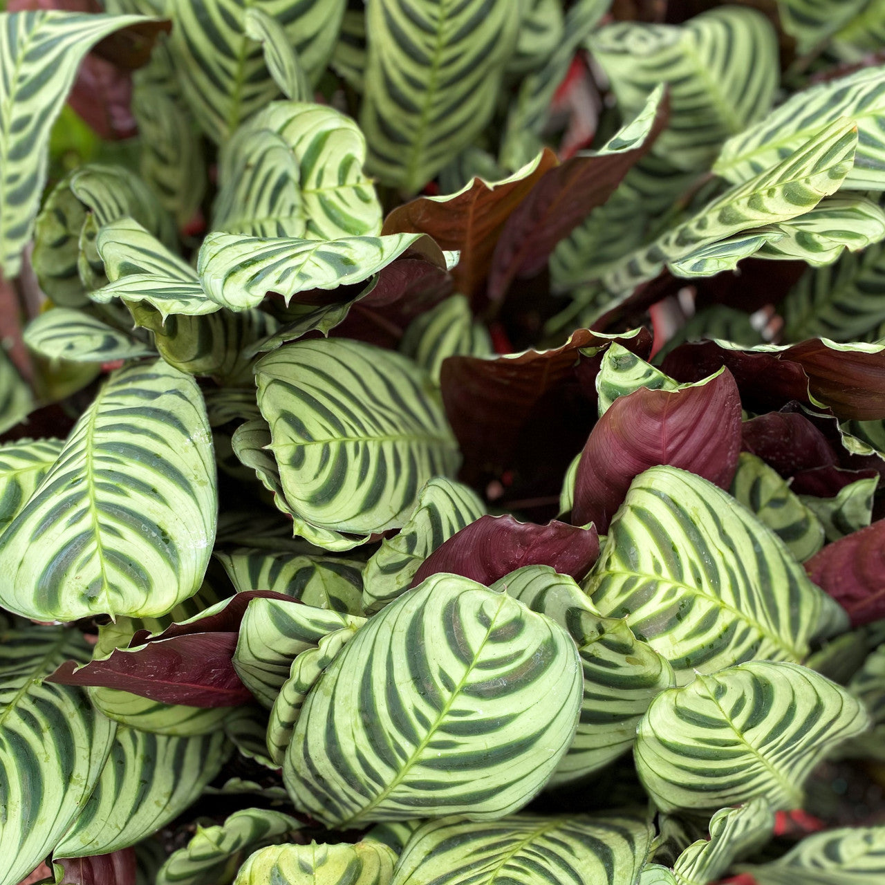 Ctenanthe burle-marxii | Seller's Choice, Hong Kong Collection