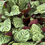 Ctenanthe burle-marxii | Seller's Choice, Hong Kong Collection