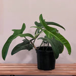 Philodendron Jerry Horne' | Seller's Choice, Hong Kong Collection