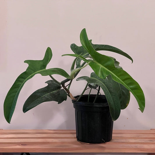 Philodendron Jerry Horne' | Seller's Choice, Hong Kong Collection