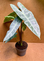 Alocasia longiloba sp. golden | Seller's Choice, Hong Kong Collection