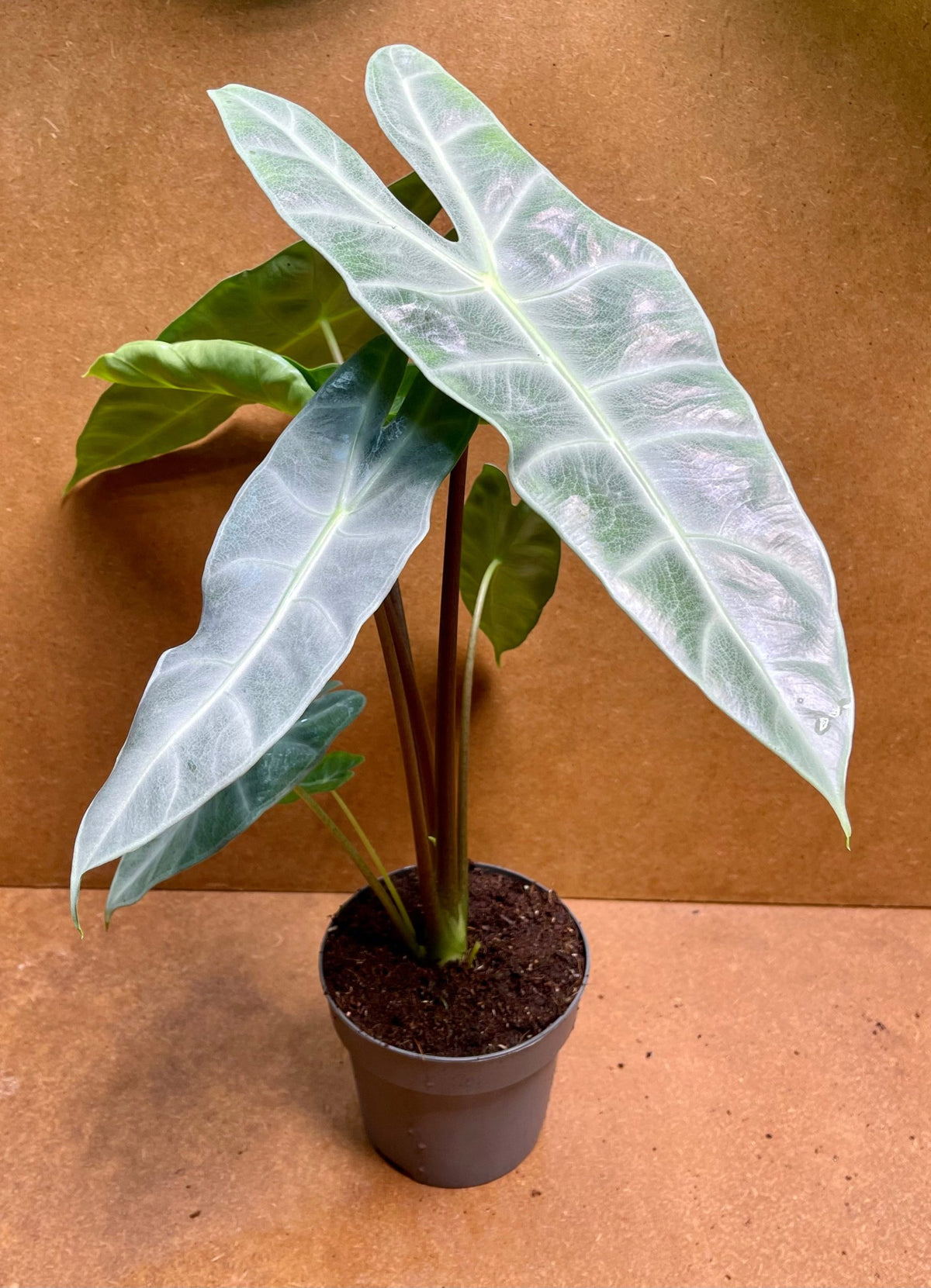 Alocasia longiloba sp. golden | Seller's Choice, Hong Kong Collection