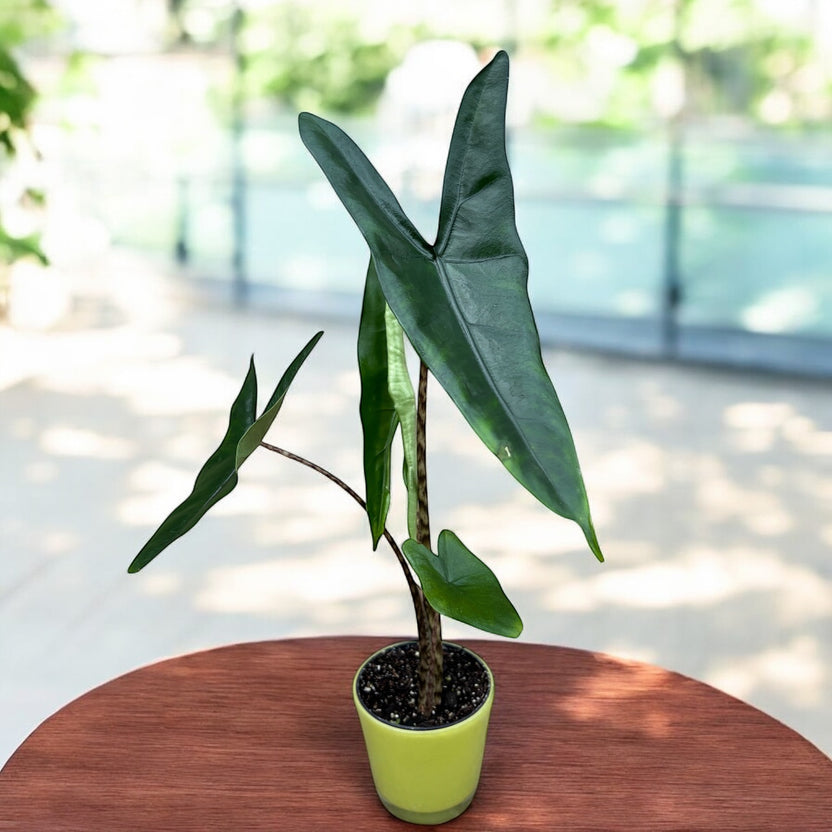 Alocasia zebrina | Seller's Choice, Hainan Collection