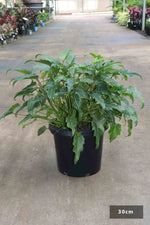 Philodendron selloum 'Xanadu ' | Seller's Choice, Hainan Collection