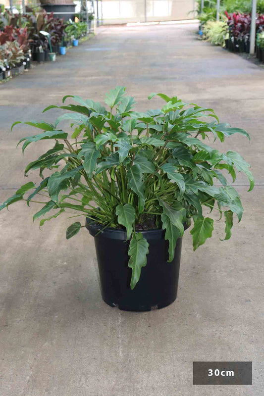 Philodendron selloum 'Xanadu ' | Seller's Choice, Hainan Collection