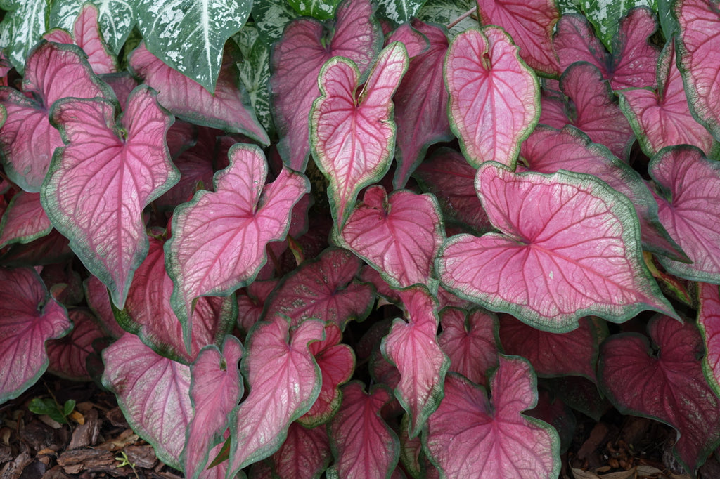 Caladium Puppy Love TC | Grower's Choice, Foshan Collection