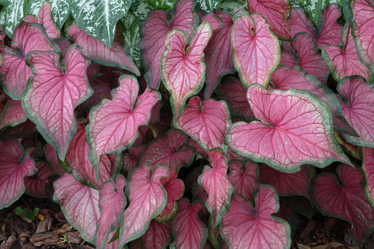 Caladium Puppy Love TC | Grower's Choice, Foshan Collection