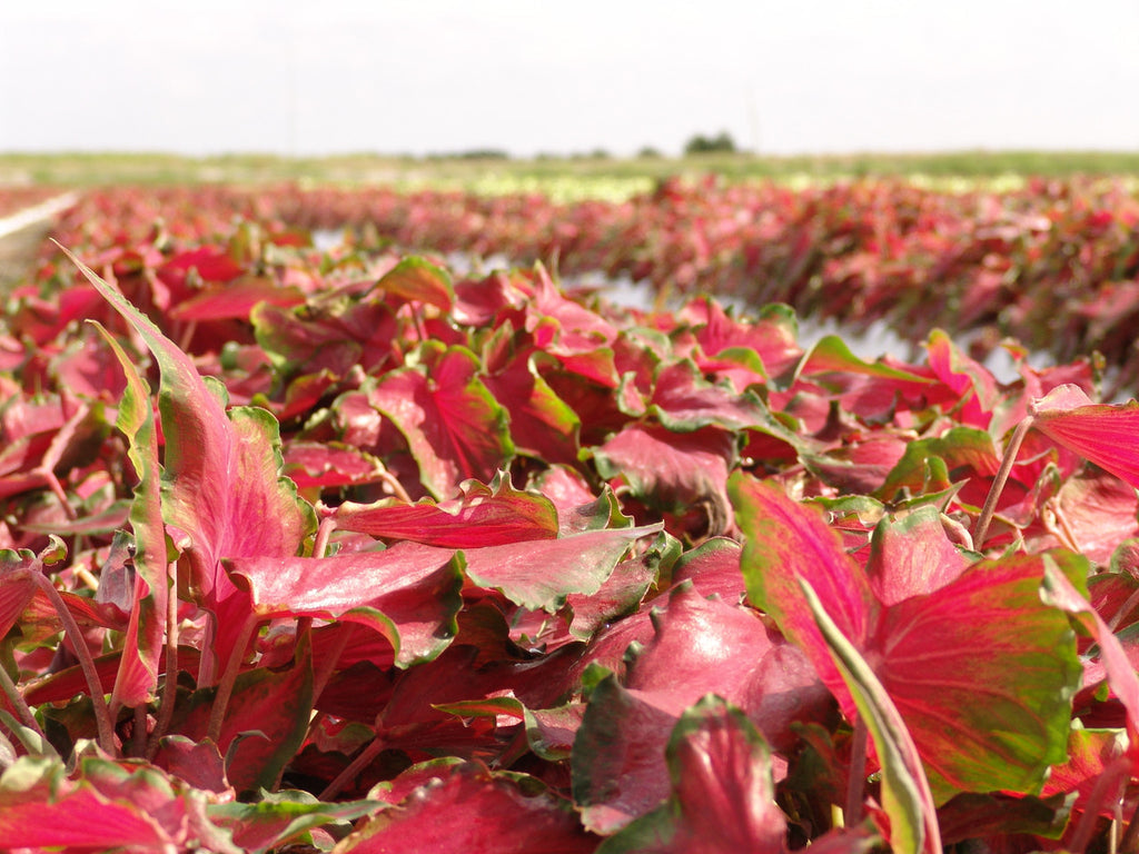 Caladium Red Frill TC | Grower's Choice, Foshan Collection