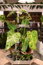 Philodendron giganteum blizzard Variegated | Seller's Choice, Hainan Collection