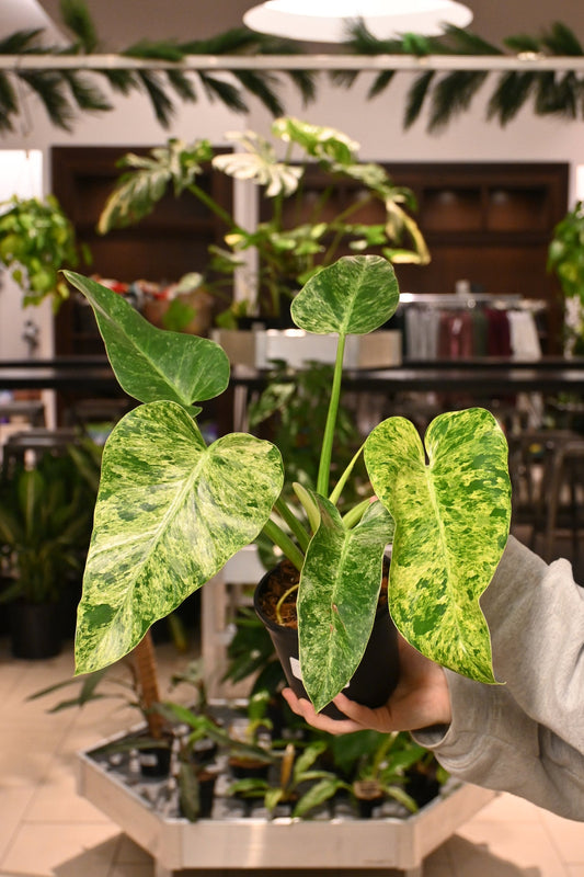 Philodendron giganteum blizzard Variegated | Seller's Choice, Hainan Collection