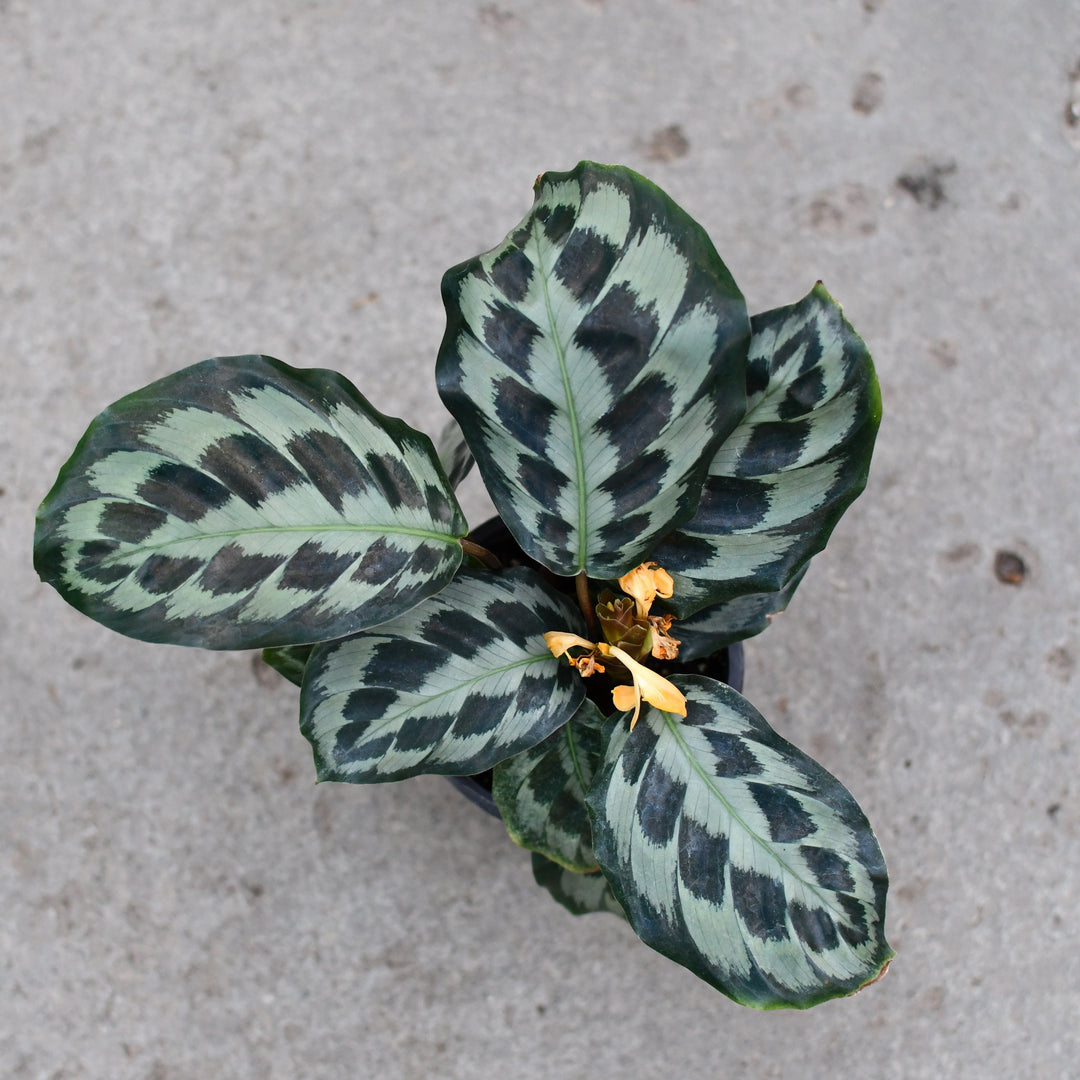 Calathea 'Helen Kennedy' | Seller's Choice, Hainan Collection