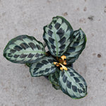 Calathea 'Helen Kennedy' | Seller's Choice, Hainan Collection