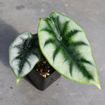 Alocasia Maharani | Seller's Choice, Hong Kong Collection