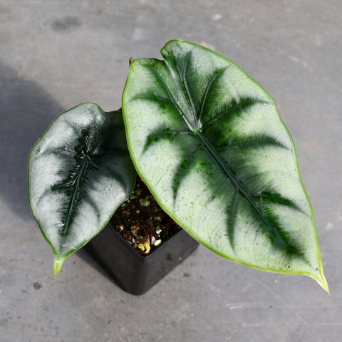 Alocasia Maharani | Seller's Choice, Hong Kong Collection