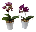 Phalaenopsis 'Baby' | Seller's Choice, Hong Kong Collection