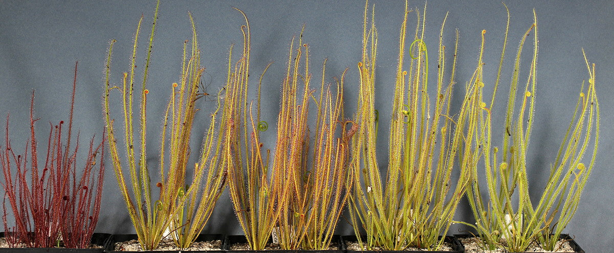 Drosera filiformis var.tracyi | Seller's Choice, Hong Kong Collection