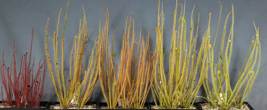 Drosera filiformis var.tracyi | Seller's Choice, Hong Kong Collection
