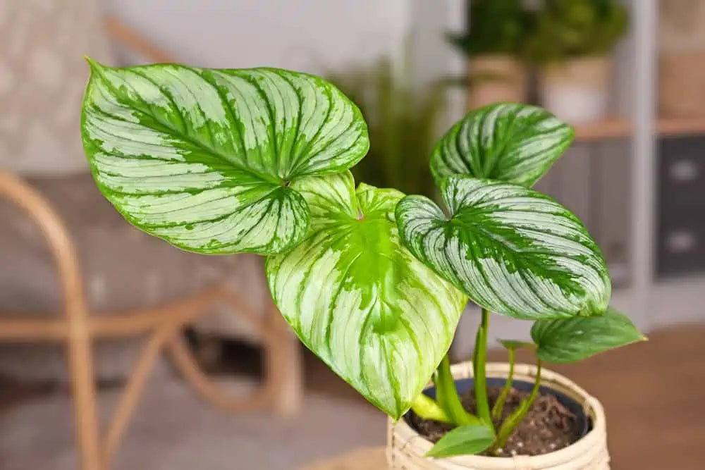 Philodendron Mamei Silver Cloud | Seller's Choice, Hainan Collection