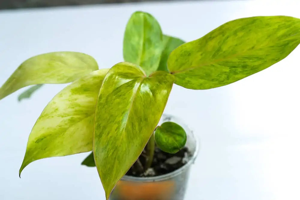 Philodendron erubescens 'Painted Lady' | Seller's Choice, Hong Kong Collection