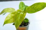 Philodendron erubescens 'Painted Lady' | Seller's Choice, Hong Kong Collection